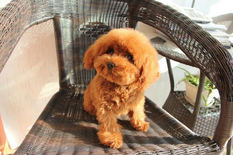 茶杯泰迪熊：可爱外表，忠诚性格，家庭伴侣犬的不二之选