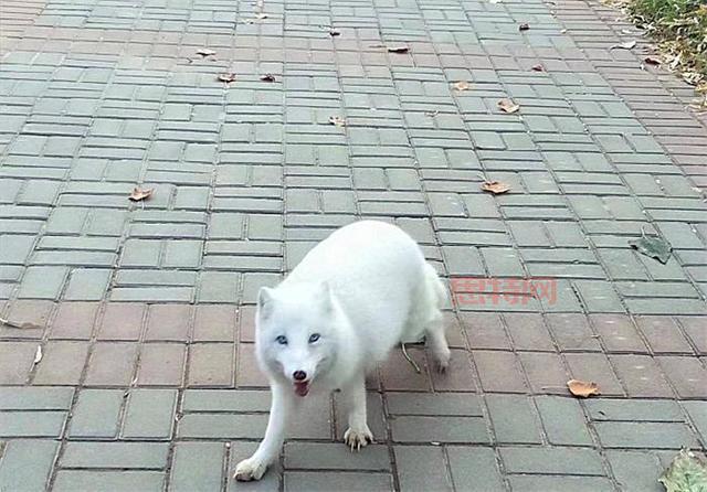 男子投喂白狐后被引见给同伴，山林邂逅温馨瞬间