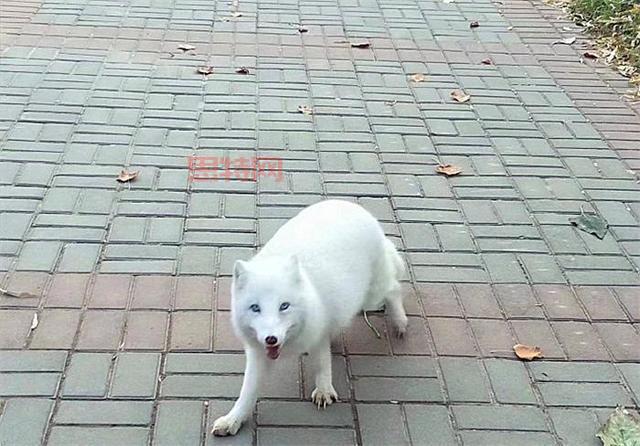 男子投喂白狐后被引见给同伴，山林邂逅温馨瞬间