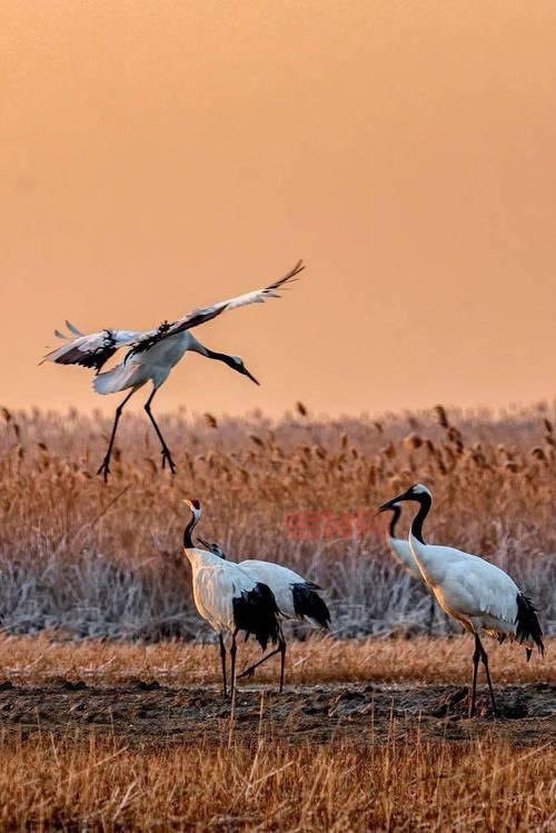 探索丹顶鹤的丹顶：到底指哪里？