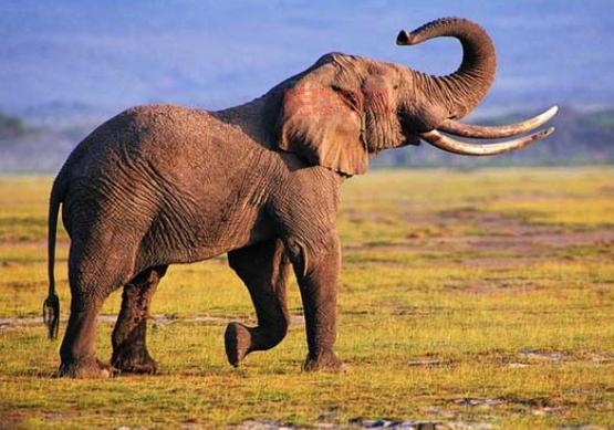 大象的特点：长鼻大耳与强壮体态的完美结合