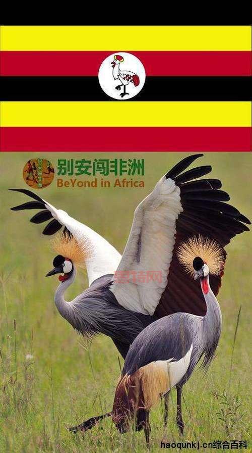 “乌干达”梗的起源与含义， *** 流行语全解析