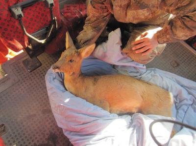 东北四大神兽全解析：傻狍子、猫驴子、扯犊子背后的故事