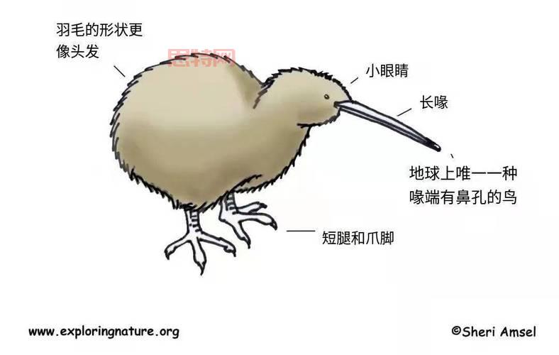 少无翼鸟解析：探索无翼鸟的象征与深意
