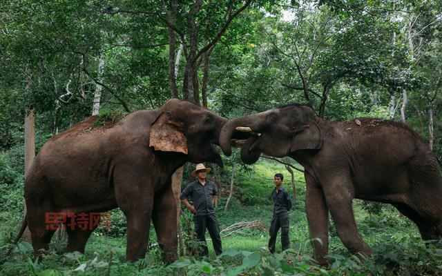 西双版纳两只大象表演时打架，现场一片混乱
