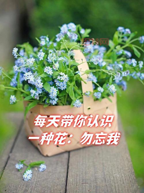 勿忘我的花语和寓意是什么？3分钟为你解读！