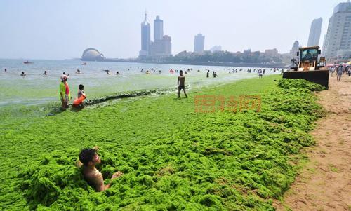 浒苔是什么？揭秘浒苔的生活史及应用价值