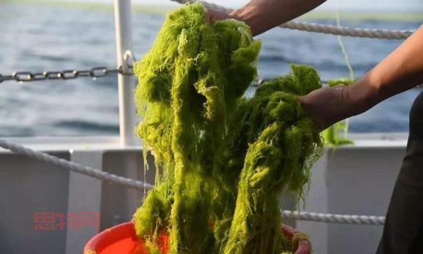 浒苔是什么？揭秘浒苔的生活史及应用价值