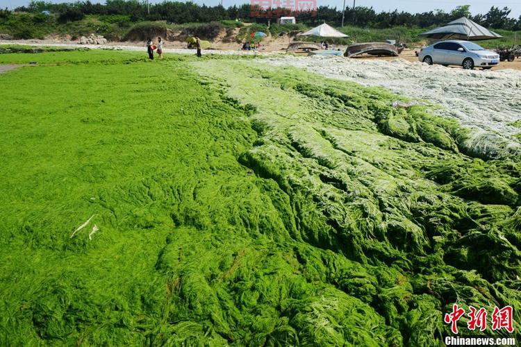 浒苔是什么？揭秘浒苔的生活史及应用价值