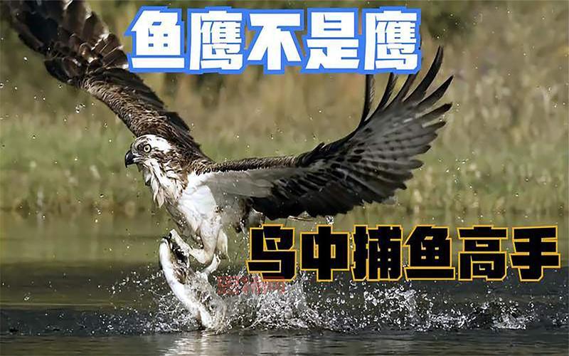 深海捕鱼技巧分享：这样做才能成为捕鱼高手！