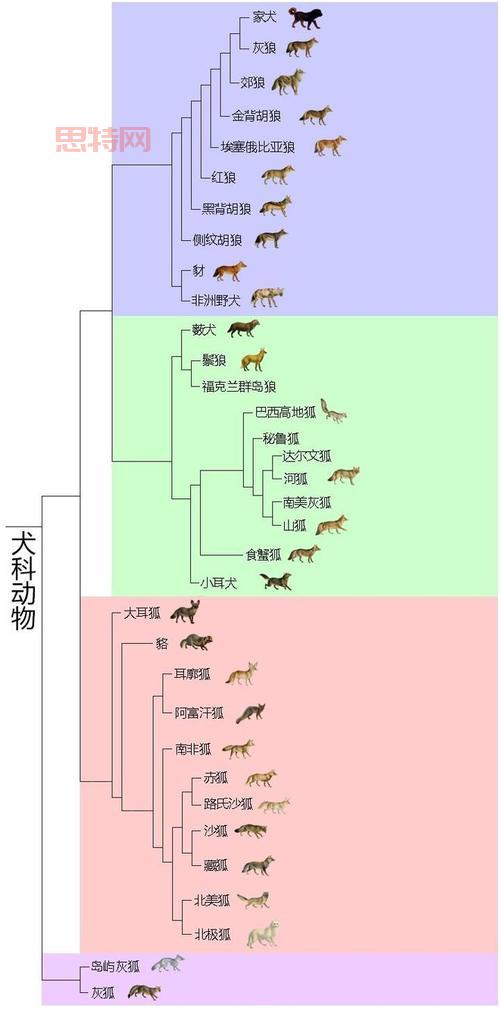 太空猴有哪些？细数那些为航天做出贡献的动物！