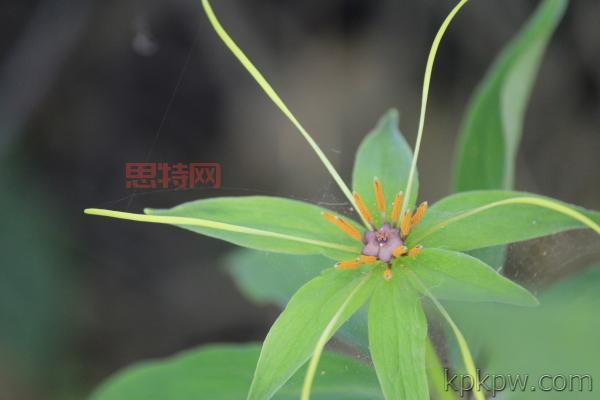 想玩云中重楼？这些常见问题解答你必须知道！