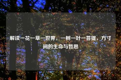 解读一花一草一世界，一树一叶一菩提，方寸间的生命与哲思