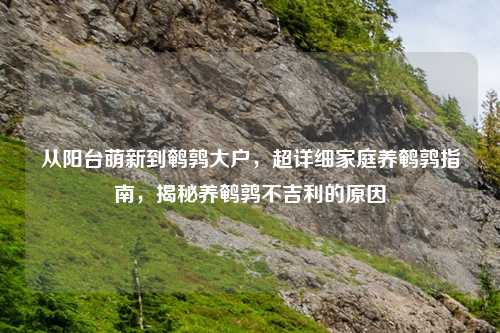 从阳台萌新到鹌鹑大户，超详细家庭养鹌鹑指南，揭秘养鹌鹑不吉利的原因