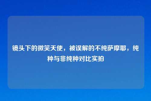 镜头下的微笑天使，被误解的不纯萨摩耶，纯种与非纯种对比实拍
