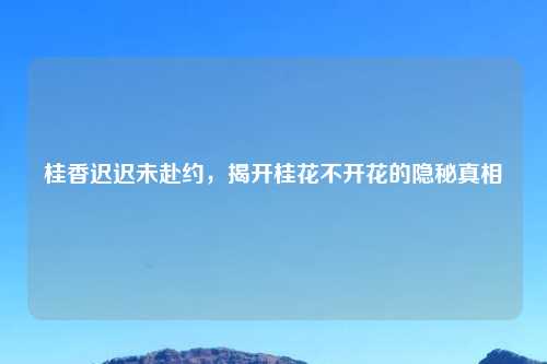 桂香迟迟未赴约，揭开桂花不开花的隐秘真相