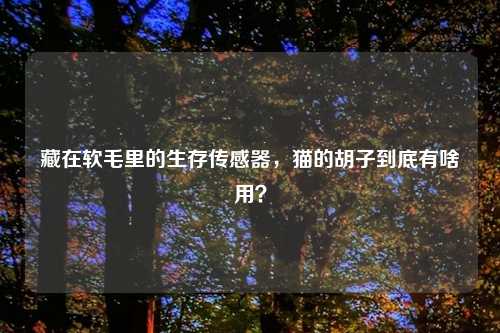 藏在软毛里的生存传感器，猫的胡子到底有啥用？