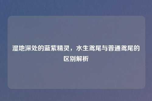 湿地深处的蓝紫精灵，水生鸢尾与普通鸢尾的区别解析
